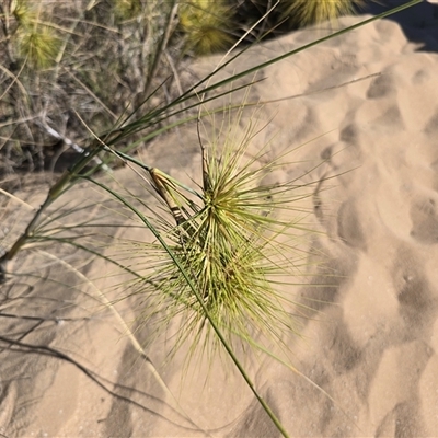 Unverified Grass at Mitchell Plateau, WA - 11 Jul 2025 by Mike