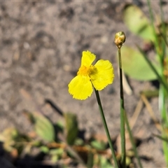 Unverified Plant at Mitchell Plateau, WA - 11 Jul 2025 by Mike