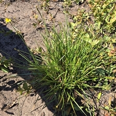 Unverified at suppressed - suppressed