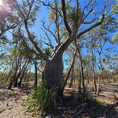 Unverified Other Tree at Mitchell Plateau, WA - 11 Jul 2025 by Mike