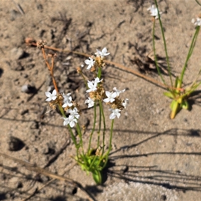 Unverified Other Wildflower or Herb at Mitchell Plateau, WA - 11 Jul 2025 by Mike