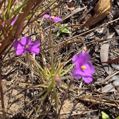 Unverified Other Wildflower or Herb at Mitchell Plateau, WA - 11 Jul 2025 by Mike