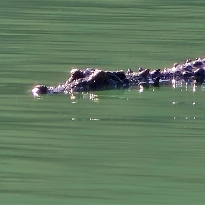 Crocodylus porosus at Mitchell Plateau, WA - 13 Jul 2025 by Mike