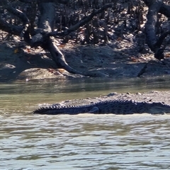 Crocodylus porosus (Saltwater Crocodile, Estuarine Crocodile) at Mitchell Plateau, WA - 13 Jul 2025 by Mike