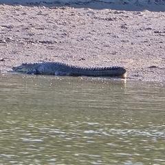 Crocodylus porosus at Mitchell Plateau, WA - 13 Jul 2025 by Mike