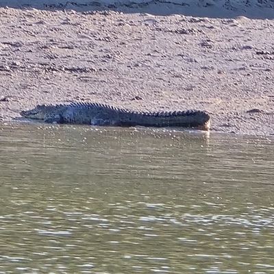 Crocodylus porosus at Mitchell Plateau, WA - 13 Jul 2025 by Mike