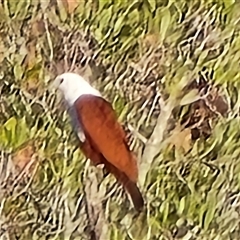 Haliastur indus (Brahminy Kite) at Mitchell Plateau, WA - 13 Jul 2025 by Mike