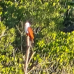 Haliastur indus at Mitchell Plateau, WA - 13 Jul 2025 09:06 AM