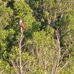 Haliastur indus at Mitchell Plateau, WA - 13 Jul 2025 09:06 AM