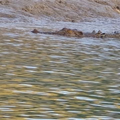 Crocodylus porosus at Mitchell Plateau, WA - 13 Jul 2025 by Mike
