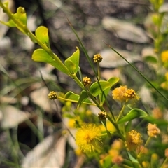 Acacia (genus) at Mitchell Plateau, WA - 11 Jul 2025 by Mike