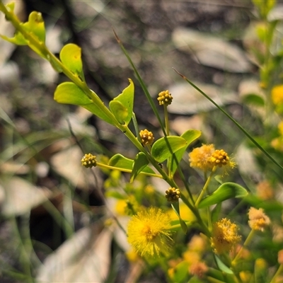 Acacia (genus) at Mitchell Plateau, WA - 11 Jul 2025 by Mike