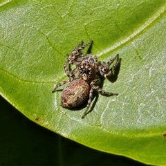 Salticidae (family) (Jumping spider) at Mitchell Plateau, WA - 12 Jul 2025 by Mike