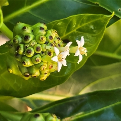 Morinda citrifolia (cheese fruit, noni) at Mitchell Plateau, WA - 12 Jul 2025 by Mike