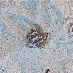 Unverified Hermit Crab at Mitchell Plateau, WA - 12 Jul 2025 by Mike