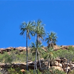 Unverified Palms at Undefined - 12 Jul 2025 by Mike