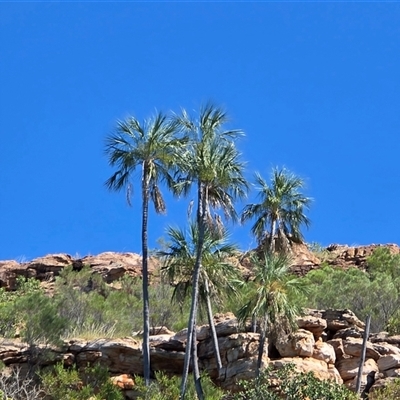 Unverified Palms at Undefined - 12 Jul 2025 by Mike