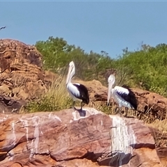 Pelecanus conspicillatus at Undefined - 12 Jul 2025 by Mike