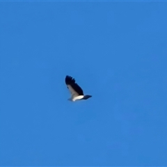 Haliaeetus leucogaster (White-bellied Sea-Eagle) at Undefined, WA - 12 Jul 2025 by Mike