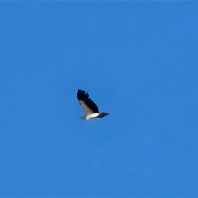 Haliaeetus leucogaster (White-bellied Sea-Eagle) at Undefined, WA - 12 Jul 2025 by Mike