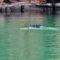 Dolphin-unknown species at Undefined, WA - 10 Jul 2025 by Mike