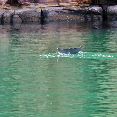 Dolphin-unknown species at Undefined, WA - 10 Jul 2025 by Mike