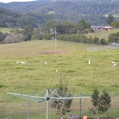 Cacatua galerita (Sulphur-crested Cockatoo) at Jamberoo, NSW - 13 Jul 2025 by plants