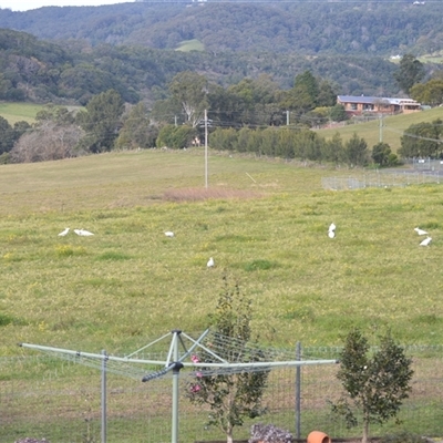 Cacatua galerita (Sulphur-crested Cockatoo) at Jamberoo, NSW - 13 Jul 2025 by plants