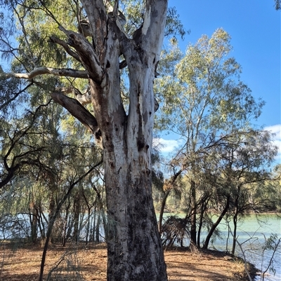 Eucalyptus (genus) by MB