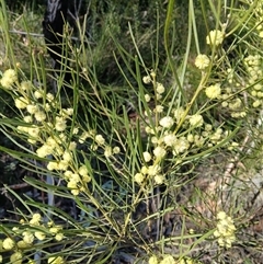 Acacia elongata (Swamp Wattle) at Porters Creek, NSW - Yesterday by plants