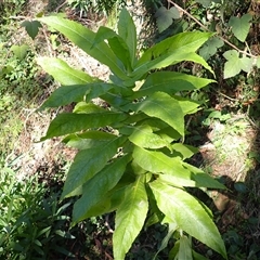 Calomeria amaranthoides (Incense Plant) at Pointer Mountain, NSW - Yesterday by plants