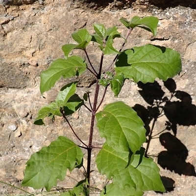 Clerodendrum tomentosum (Hairy Clerodendrum) at Pointer Mountain, NSW - Yesterday by plants