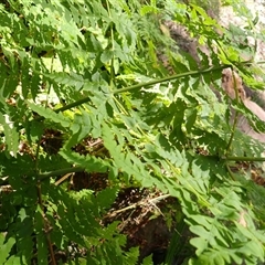 Histiopteris incisa (Bat's-Wing Fern) at Pointer Mountain, NSW - Yesterday by plants