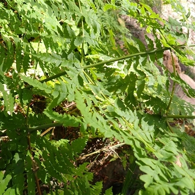 Histiopteris incisa (Bat's-Wing Fern) at Pointer Mountain, NSW - Yesterday by plants