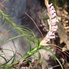 Dracophyllum secundum at Pointer Mountain, NSW - Yesterday by plants