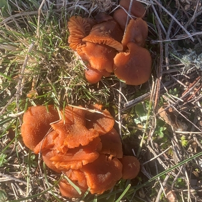Unverified Cap on a stem; gills below cap [mushrooms or mushroom-like] at Corrowong, NSW - 9 Jul 2025 by BlackFlat