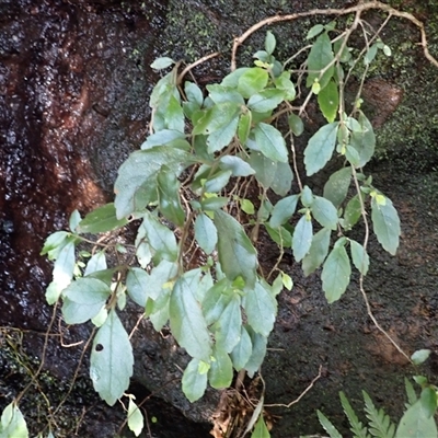 Fieldia australis at Pointer Mountain, NSW - Yesterday by plants