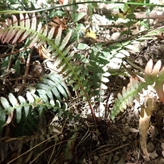 Blechnum parrisiae at Pointer Mountain, NSW - Yesterday by plants