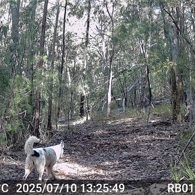 Canis lupus (Dingo / Wild Dog) at Bucketty, NSW - 10 Jul 2025 by MartinPredavec