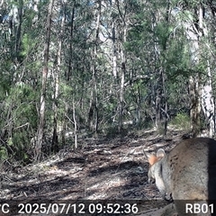 Wallabia bicolor (Swamp Wallaby) at Bucketty, NSW - 12 Jul 2025 by MartinPredavec