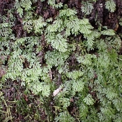 Hymenophyllum cupressiforme (Common Filmy Fern) at Porters Creek, NSW - Yesterday by plants