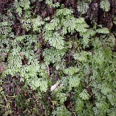 Hymenophyllum cupressiforme (Common Filmy Fern) at Porters Creek, NSW - Yesterday by plants