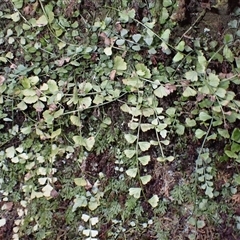 Asplenium flabellifolium (Necklace Fern) at Porters Creek, NSW - Yesterday by plants