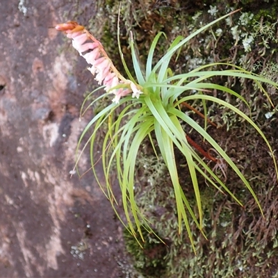 Dracophyllum secundum at Porters Creek, NSW - Yesterday by plants