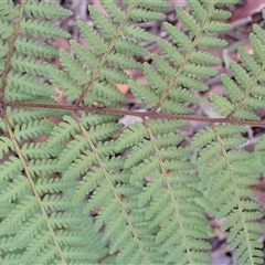 Hypolepis rugosula (Ruddy Ground-Fern) at Porters Creek, NSW - Yesterday by plants