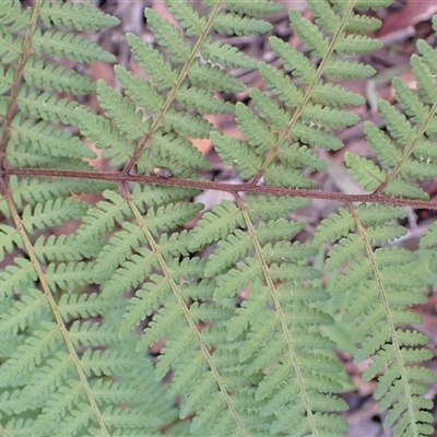 Hypolepis rugosula (Ruddy Ground-Fern) at Porters Creek, NSW - Yesterday by plants