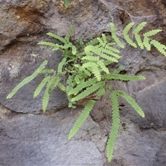 Gleichenia rupestris (Scrambling Coral Fern) at Porters Creek, NSW - Yesterday by plants