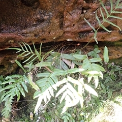 Blechnum ambiguum at Porters Creek, NSW - Yesterday by plants