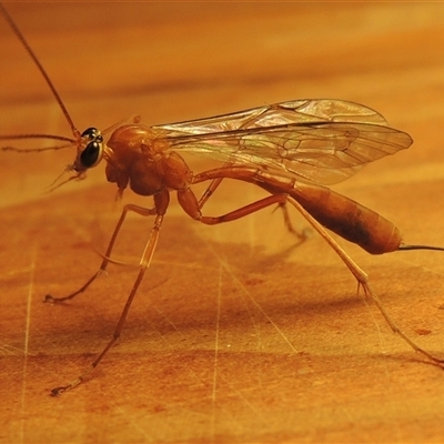 Netelia sp. (genus) at Conder, ACT - 20 Dec 2024 by MichaelBedingfield
