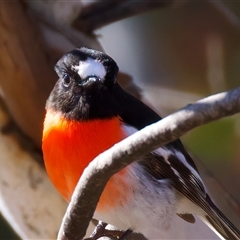 Petroica boodang (Scarlet Robin) at Rendezvous Creek, ACT - Yesterday by jb2602